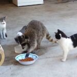 How To Keep Raccoons Away From Cat Food