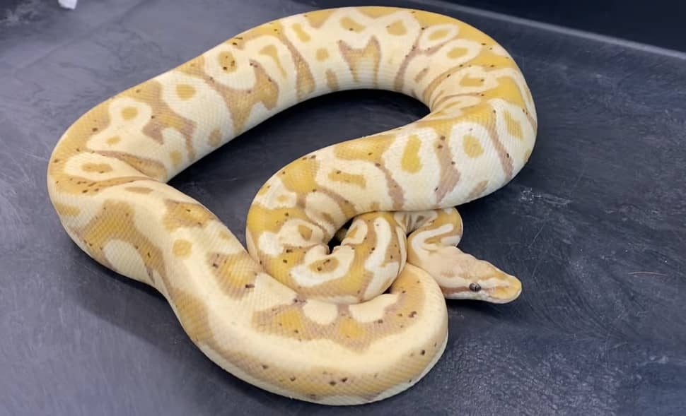 How To Take Care Of A Banana Ball Python