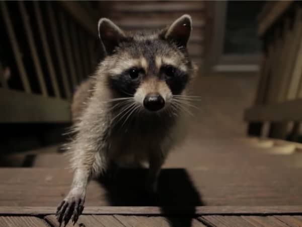 What Food Should I Use To Trap A Raccoon