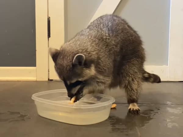 Why Do Raccoons Dip Their Food In Water