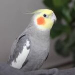 Can Cockatiels Eat Pecans