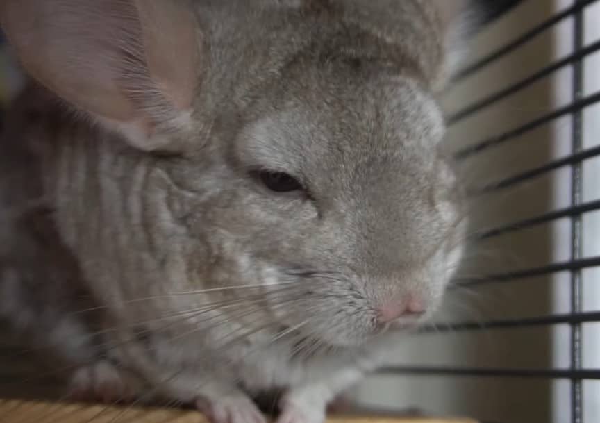 Can chinchillas eat cheese