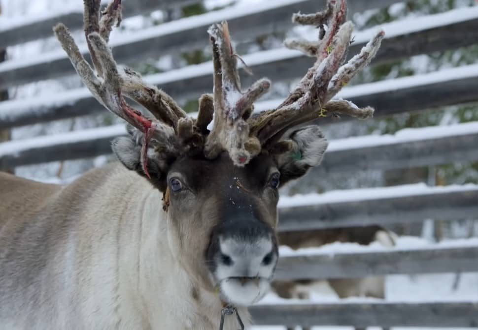 What Human Food Can Reindeer Eat