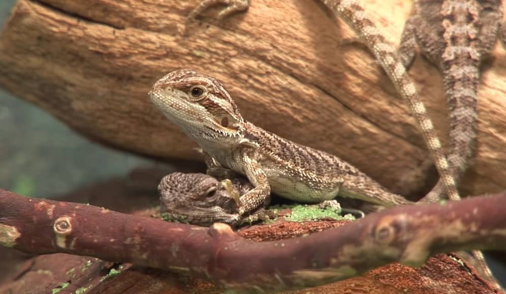 What plants are toxic to bearded dragons