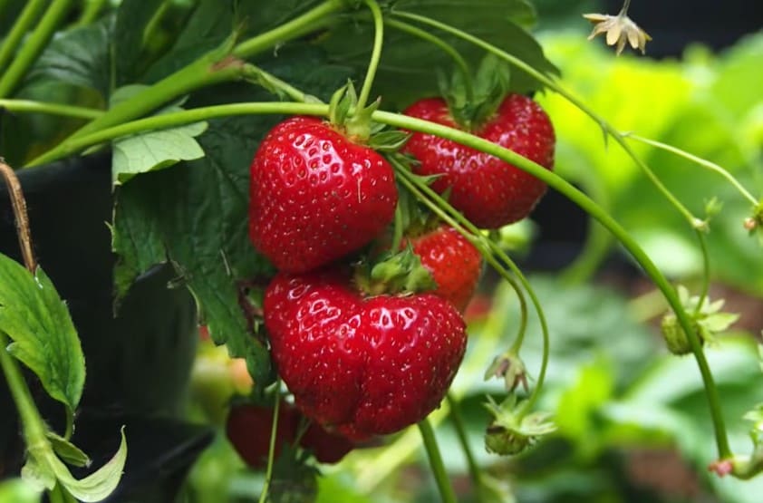 Can Bichon Frise Eat Strawberries
