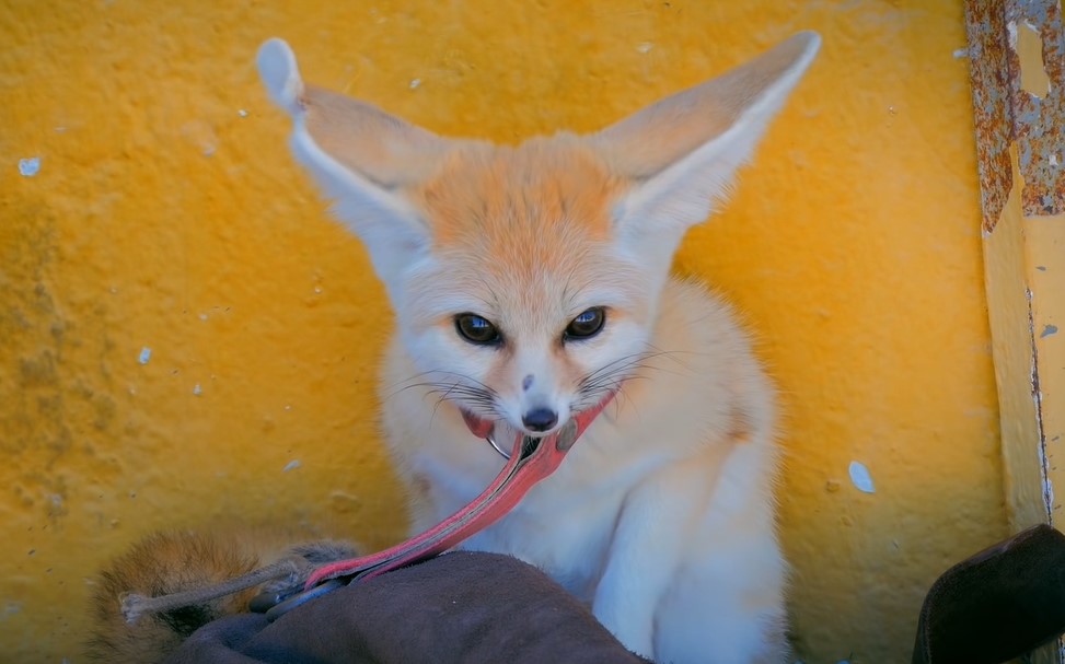 Can Fennec Foxes Eat Cat Food