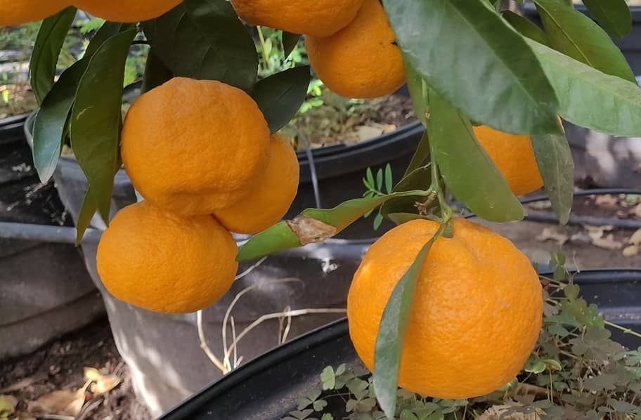 Can Fennec Foxes Eat Oranges