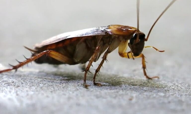 Can American Cockroach Eat Ants